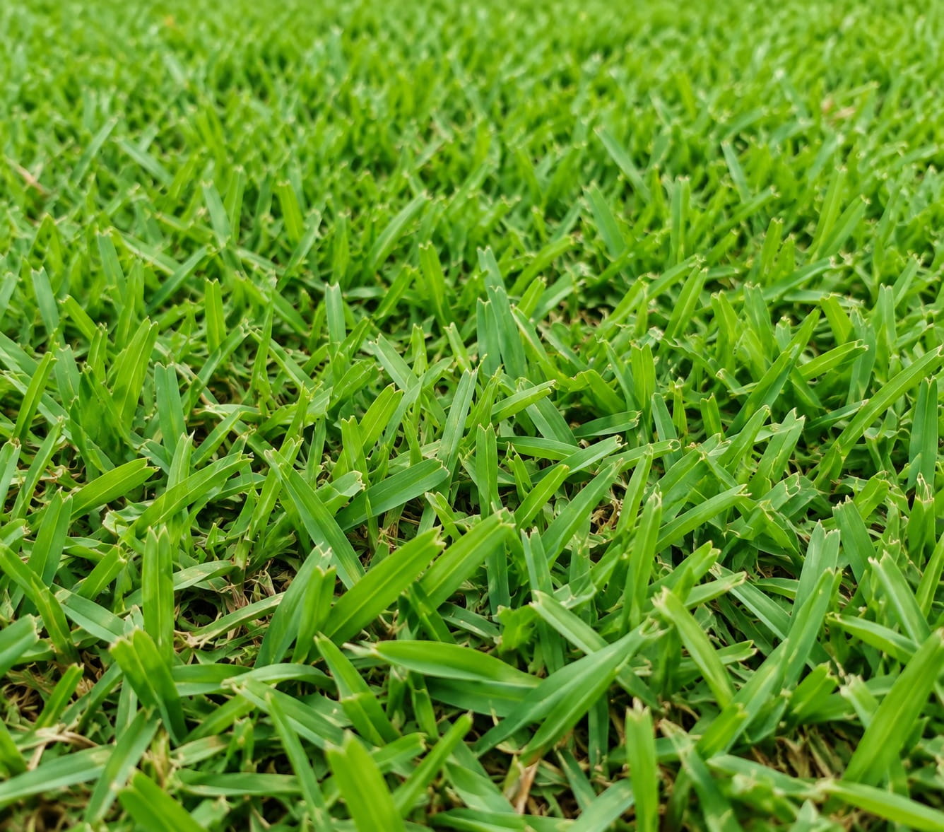 Soft-leaf buffalo turf lawn in Perth