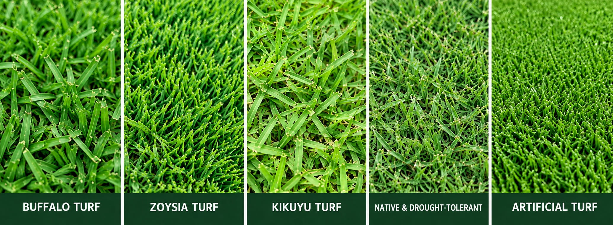 Side-by-side comparison of buffalo, zoysia, kikuyu, native and artificial turf