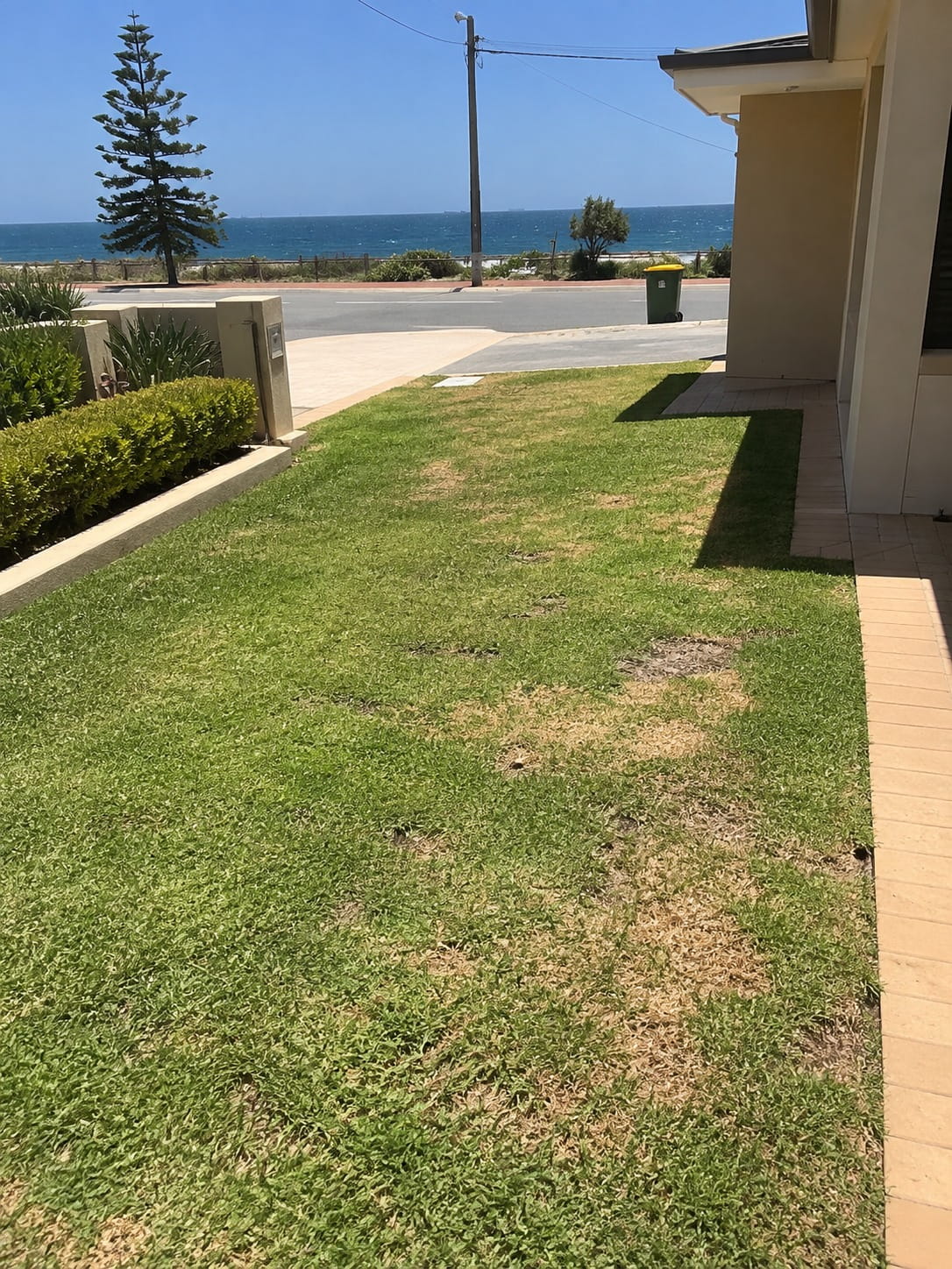 Dethatched lawn in Perth