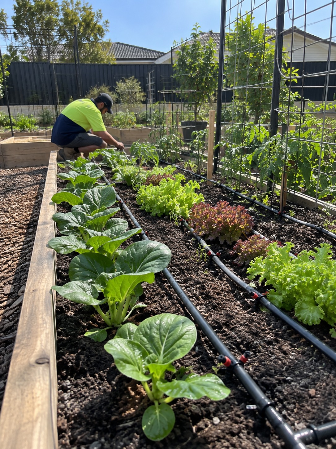 Irrigation contractors installing drip irrigation in a Perth garden bed