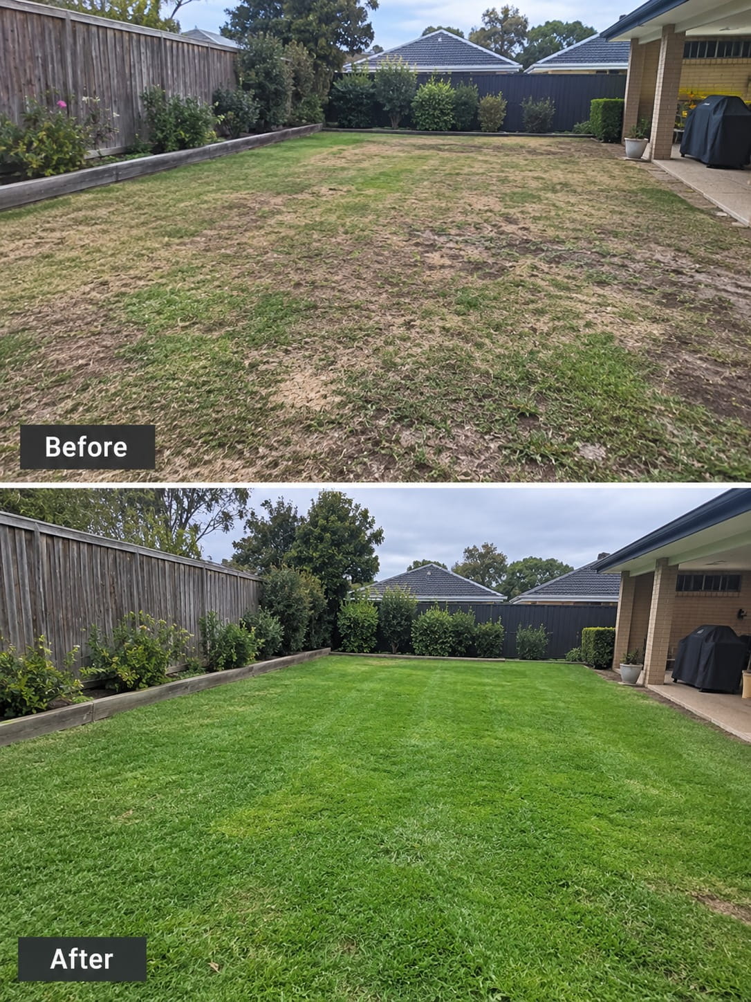 Overseeded lawn filling in across a Perth yard