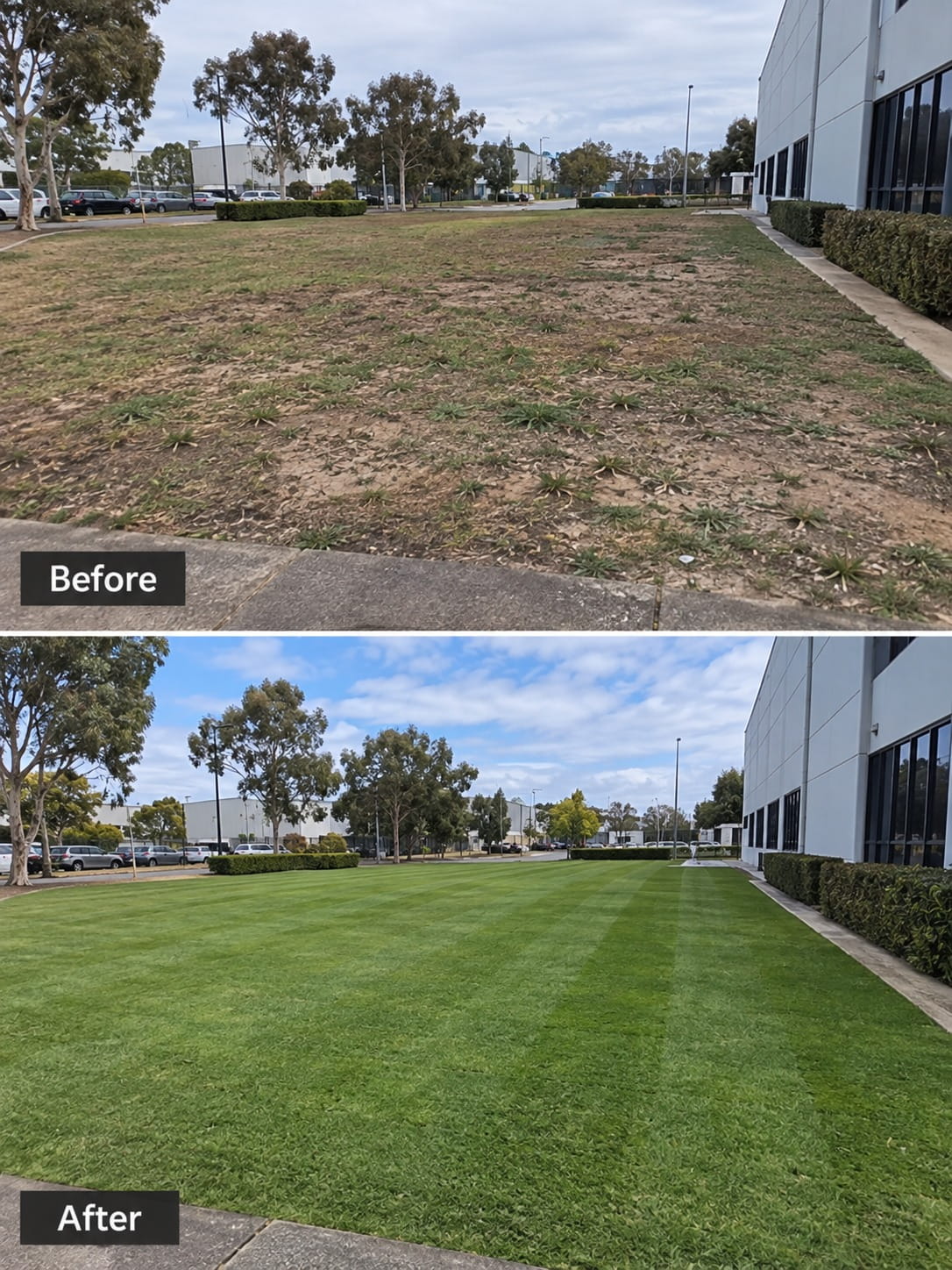 Before and after turf replacement on a large commercial lawn in Perth — patchy, weedy ground restored to dense, even turf