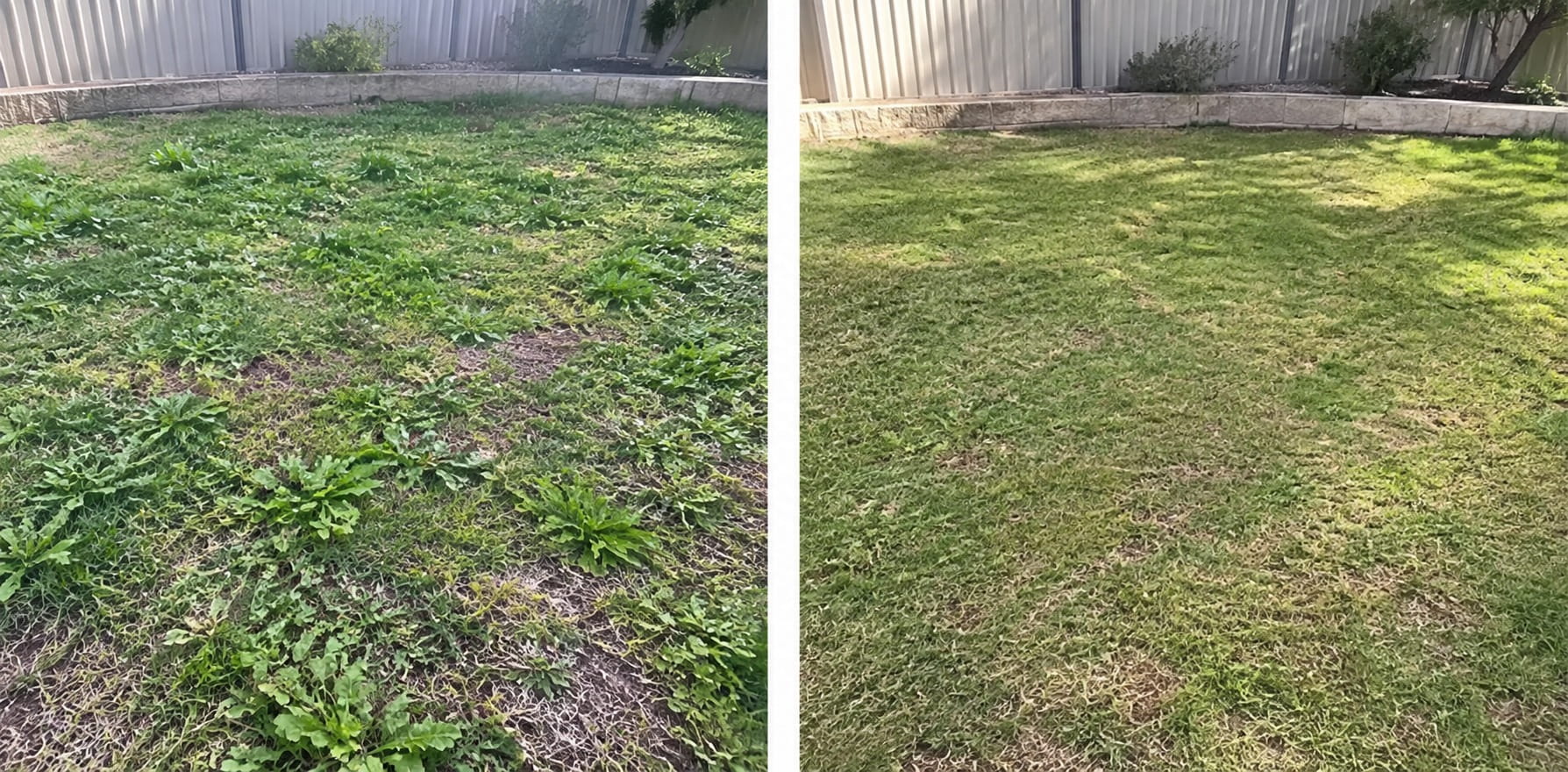 Weed-free lawn after spraying in Perth